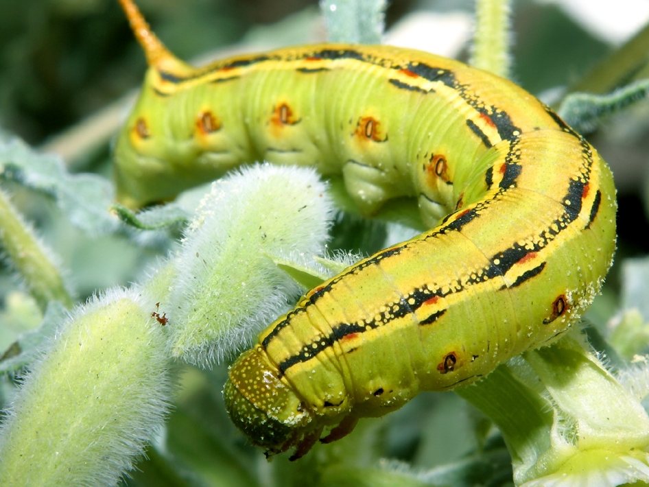 Caterpillar 323D2L