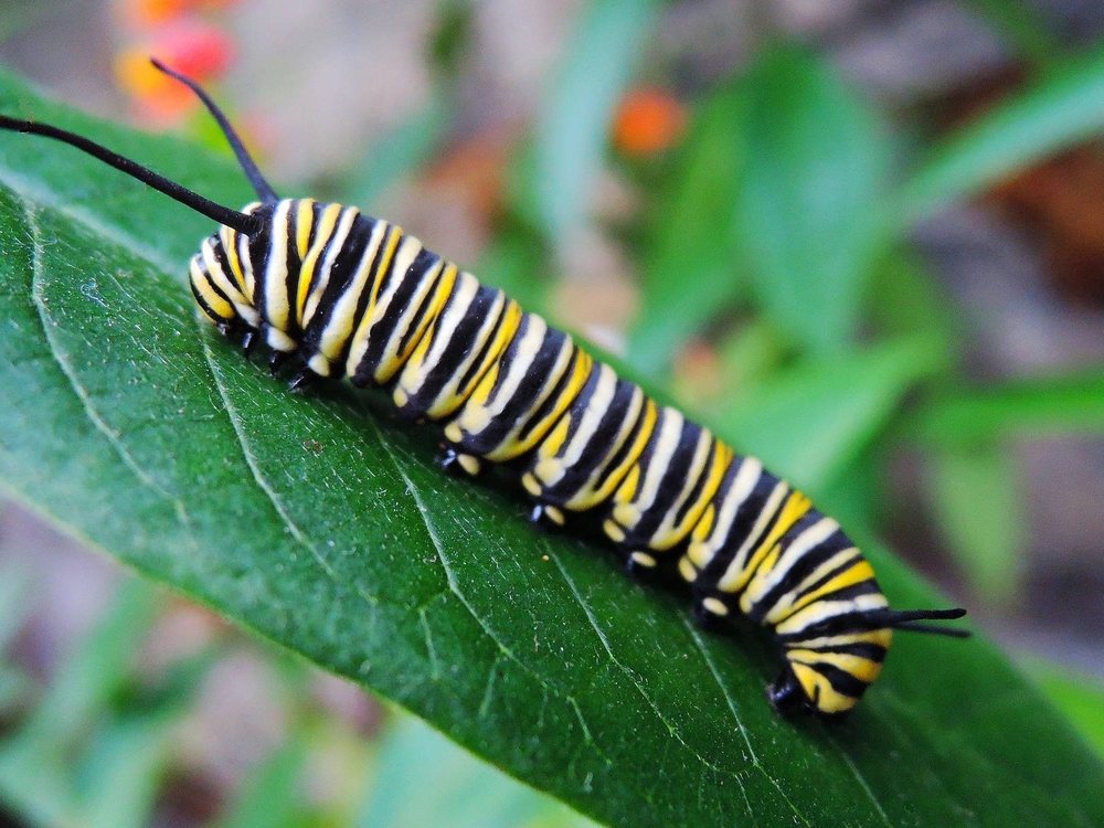 Caterpillar 307E