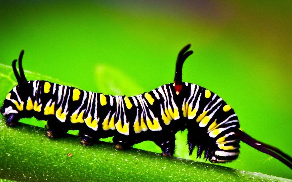 Caterpillar 320GC